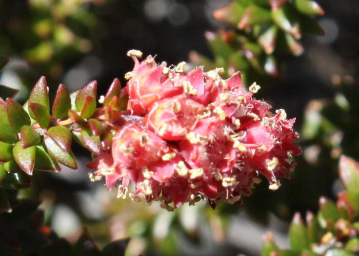 Tasmanian Plants Ericaceae